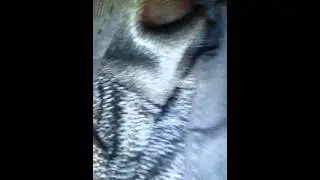 Шорты хоккейные bauer x100