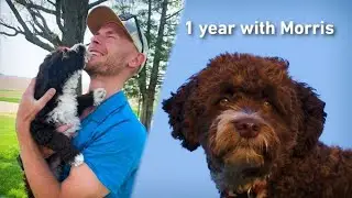 1 year with my Mini Aussiedoodle, Morris