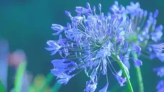 sch&ouml;ne blumen