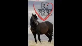 Be Free Like Wild Horses - Mindfulness
