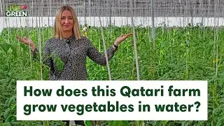 Check out how Al Waha Farm grows vegetables differently in Qatar | Live Green | Ep 18