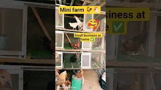 mini farm at home #shortsfeed #chicken #viral