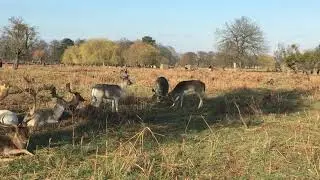 Busy park london dear fight