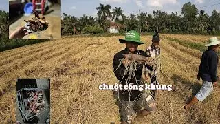 Một ngày bắt 5kg chuột về làm món chuột nướng chao cùng taem hoàng phi săn bắt tập 4