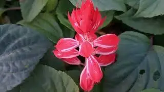 Nature videos # gardening # nature relaxation# stunning nature#dahlia# dera flowers gardening# viral