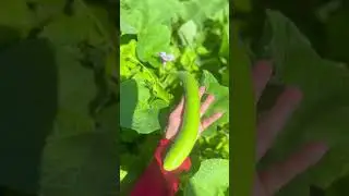 #squash #garden #gardening #growing #plants #vegestables
