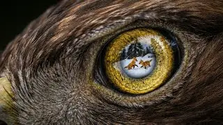 Fox Lore: The 3km Vision That Seals Fate (Eagle&rsquo;s Physics)