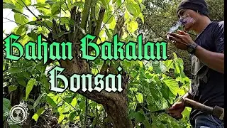 BERBURU BONSAI | Berburu bahan bakalan stekan BONSAI WARU LOKAL di ALAM LIAR
