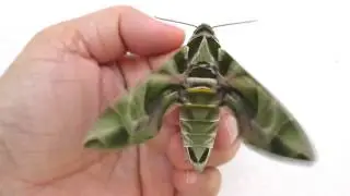 Oleander Hawk Moth
