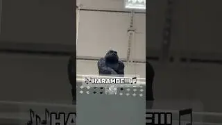 Lion on The FLOOR&hellip; Harambe, HARAMBE!!! #thefray #ripvine #theawsomavenger