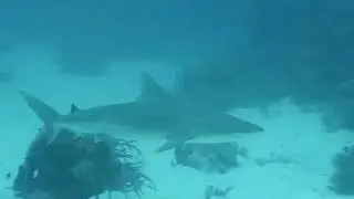 Something Went Wrong During the Shark Feed Searching for Atlantis Feeding Apex Predators