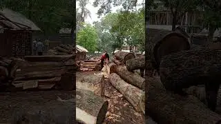 Bigest wood cutting sawmill/ process wood log before cutting by exe man