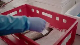 gurkerl.at ❤️ regionale Betriebe | Gut Dornau | Fischzucht