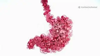 Journey Through the Human Digestive Tract