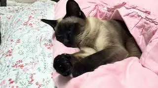 나른한 오후, 집사 옆에서 뒹굴거리는 샴고양이