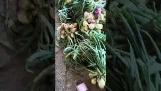 ZAMBIA ONION FARMING - STORAGE REQUIREMENTS