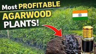 INDIAN NO1 WHOLESALE AGARWOOD PLANTS NURSERY #agarwood #agarwoodfarming 