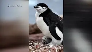 Antarctic Penguins Breed 2 Weeks Earlier Due to Climate Change