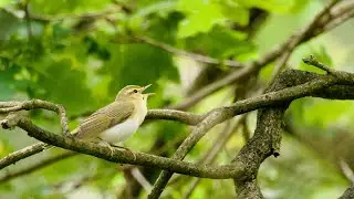 The two songs of a wood warbler (Phylloscopus sibilatrix)