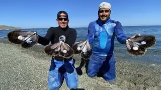 MASSIVE *SCALLOPS* in MEXICO Catch Clean and Cook BlueGabe Style