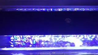 New light!!! Current orbit marine loop