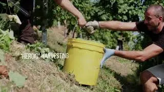 From the vineyard to the glass: Conegliano Valdobbiadene Prosecco Superiore Docg