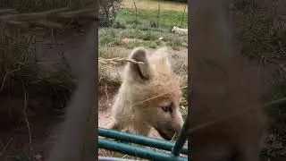Cute baby Arctic Wolf Close Up #cute #wolf #closeup #shortvideo #shorts #short
