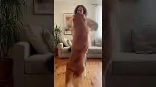 ADORABLE - Dogs do a Dance with Their Owner! #dogs #goldenretriever