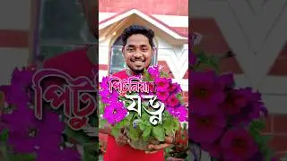 পিটুনিয়া গাছের পরিচর্যা #pitunia #gardeningtips #plantcare #পিটুনিয়া #plants #petuniacare