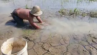 Wow! Amazing fishing fisherman near his village found many catfishes in a little water at village