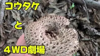 2025年10月10日の山でコウタケ探し