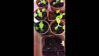 Grow Squash Indoors