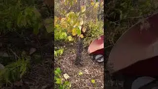 Tree mulching #treeplantation #treelove #treework #growmoretrees