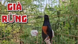 Chòe lửa già rừng hót giọng hay | kích chòe lủa hót | chòe lửa hót giọng rừng 