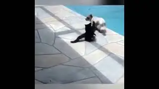 Cat pushes dog and runs away!