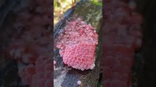 ❤️Apple snail Eggs ASMR Part54 #asmr #shorts #crush