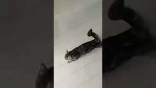 Кот и ламба