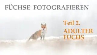 FÜCHSE FOTOGRAFIEREN TEIL2