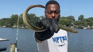 Supreme Fishing - The Maryland Eel !