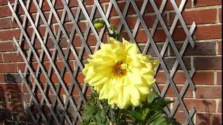 Yellow Decorative Dahlias - Dal&iacute;ur - Glitf&iacute;fill  - Skrautplanta - Pottaplanta