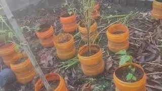 Results of soil fertility restoration