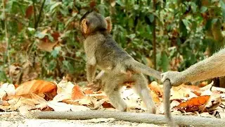 Poor Baby Monkey Anissa Want To Freedom Like Sister Alba And Tobai Cos Papa Aron Very Strict