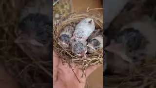 Tổ Chim Đột Biến Tự Nhi&ecirc;n
