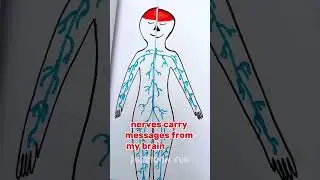 💖 Let&rsquo;s Explore the Body! 😄 Learn Organs and Parts in a Fun Way! 🎶