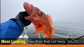 Rock Cod - Moss Landing - July 2023