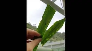 Visible & Invisible / Elymnias hypermnestra Larva & Chrysalis / 看得見與看不見 / 紫蛇目蝶幼蟲與蛹