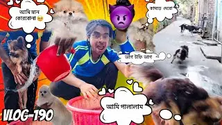 টফি পালিয়ে গেছে 😱😳| Vlog-190 #pets #vlogs #funny 