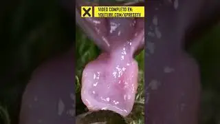 Lengua de sapo 👅
