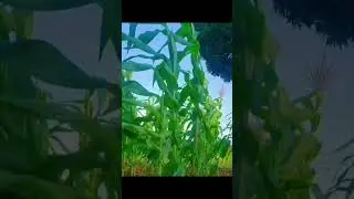 @Angy6314 #howto #prepare #delicious #fresh #corn #grill #agriculture ##foryou #everyone #highlights