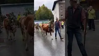 🇦🇹Zillertal moments #24: Almabtrieb in Zillertal, Zell am Ziller (23.09.2023) #austria #tirol #4k